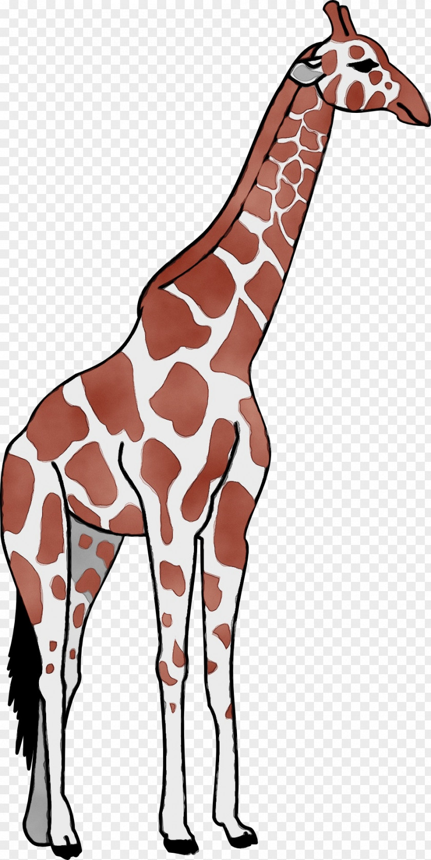 Joint Snout Giraffe Giraffidae Terrestrial Animal Wildlife Neck PNG