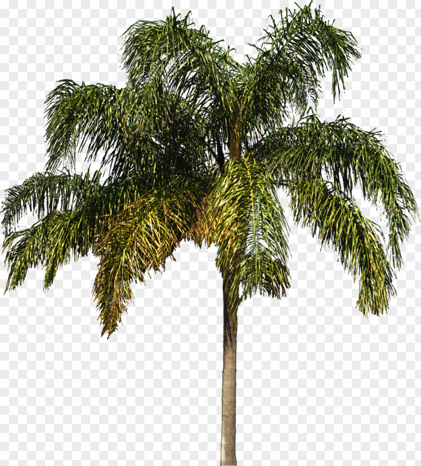 Palm Tree Arecaceae Woody Plant Shrub PNG