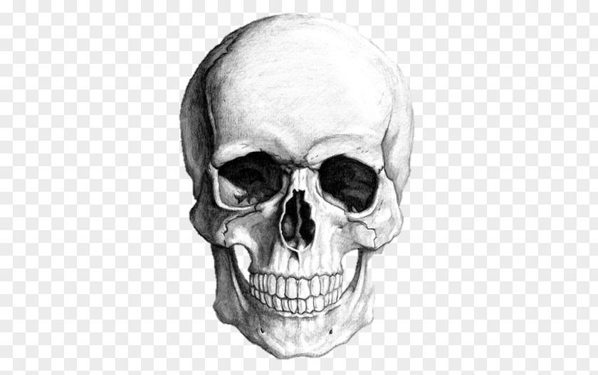 Skull Drawing Human Skeleton Art PNG