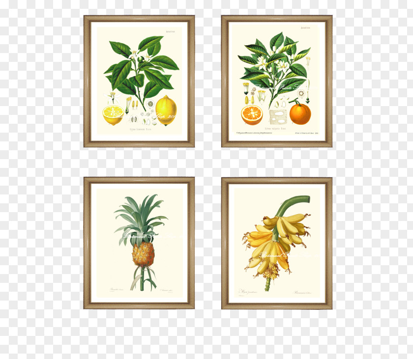 Tropical Fruit Watercolor Botanical Illustration Botany Picture Frames Art PNG