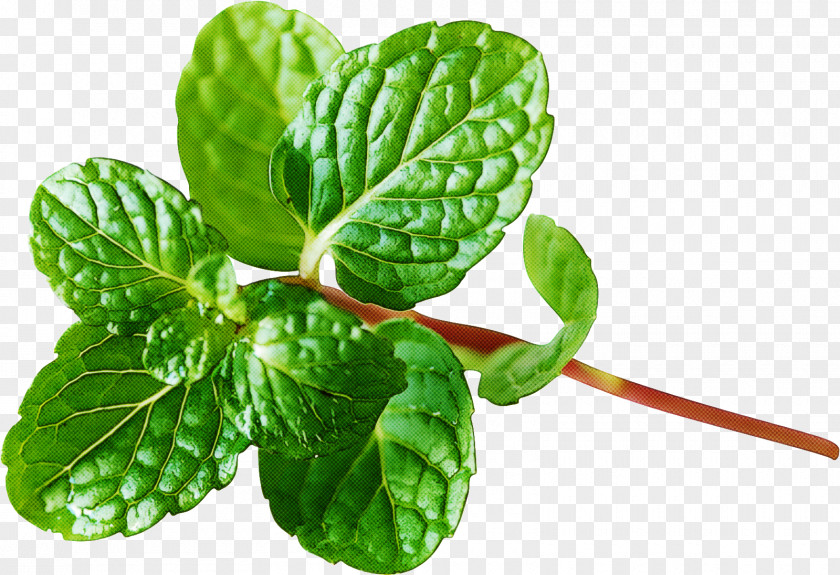 Leaf Plant Flower Herb Tatsoi PNG