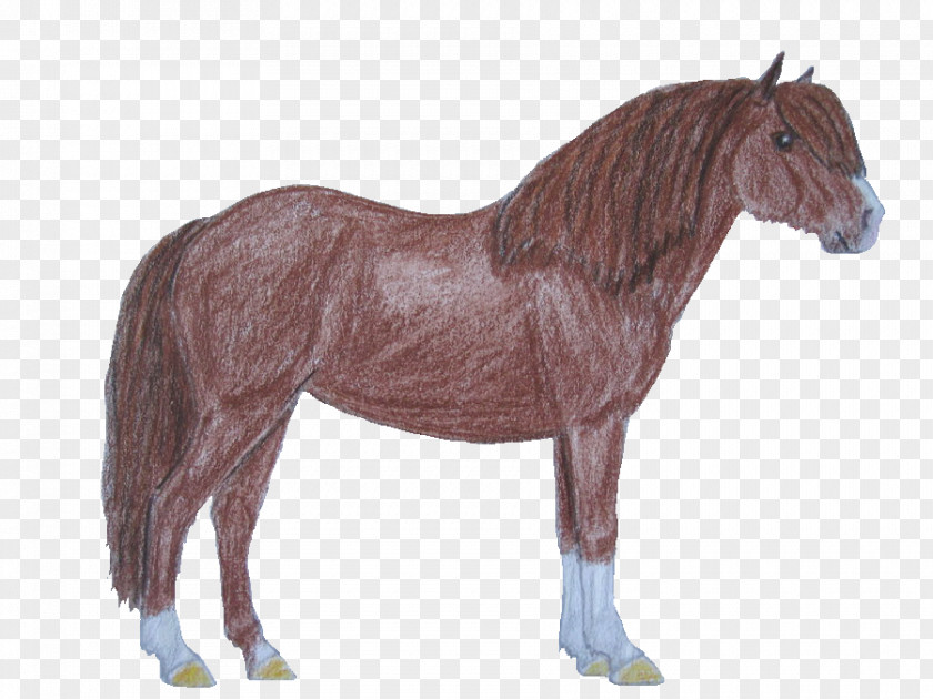 Mustang Mane Foal Mare Stallion PNG