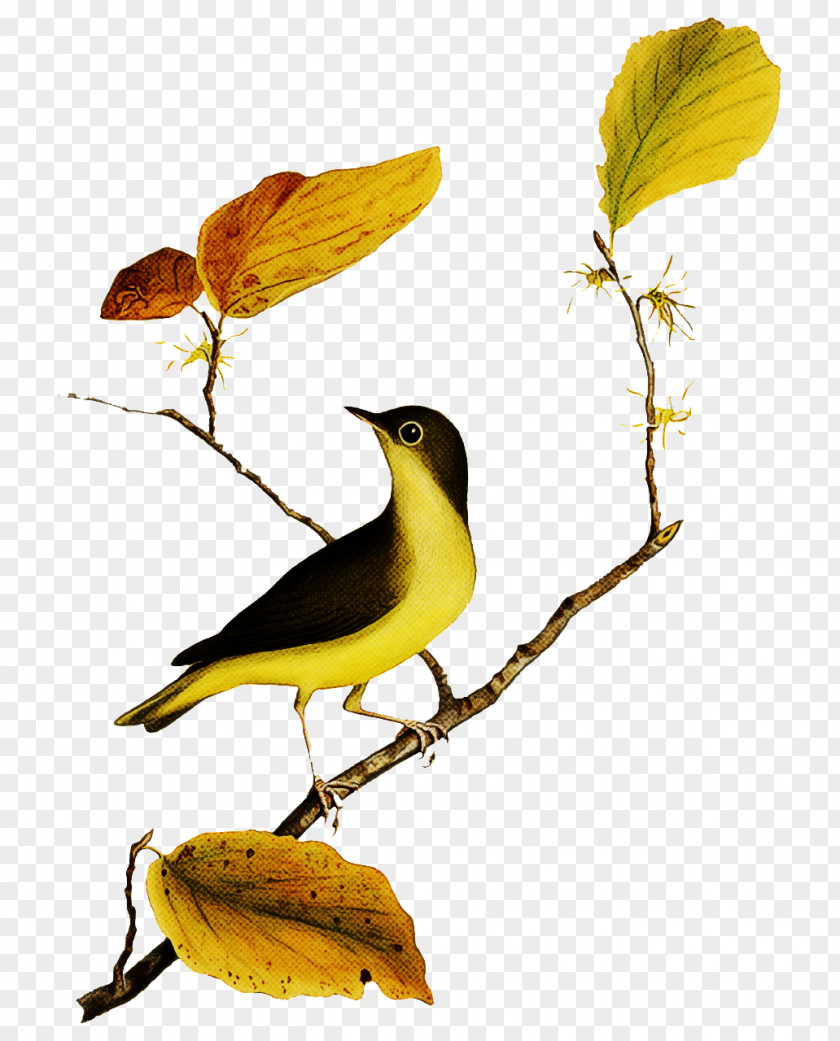 Old World Orioles Eurasian Golden Oriole The Savannah College Of Art And Design Birds Master Class PNG
