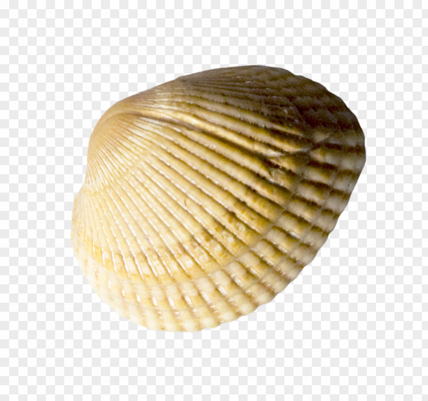 Shell Cockle Seashell Conchology PNG