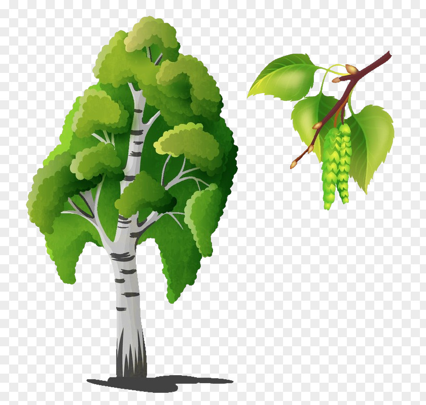 Tree Birch Clip Art PNG