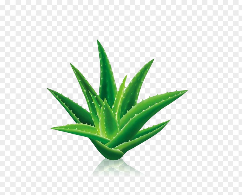 Cactus Aloe Vera Aloin Gel Extract Leaf PNG