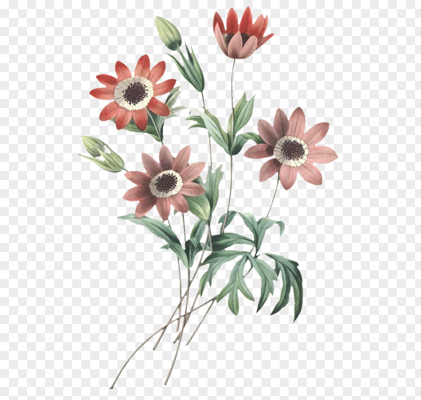 Chrysanthemums Outline Choix Des Plus Belles Fleurs Art Illustration Watercolor Painting PNG