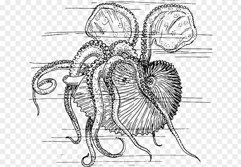 Escudo Dos Moluscos Octopus Nautilidae Coloring Book Vector Graphics Drawing PNG