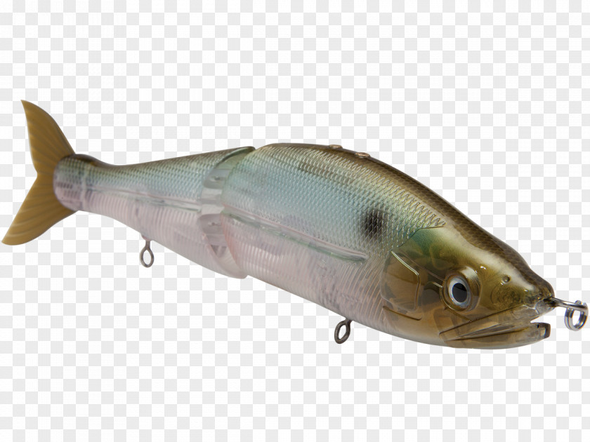 Gizzard Sardine Spoon Lure Oily Fish Milkfish Osmeriformes PNG