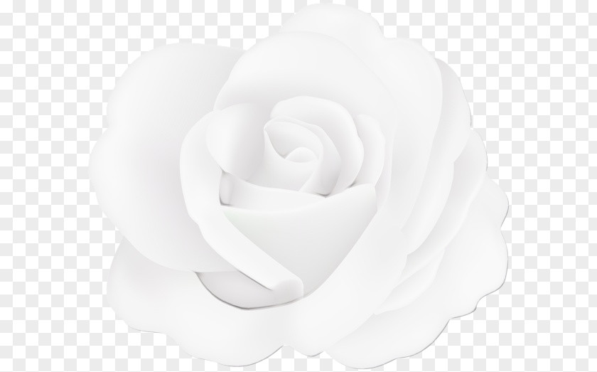 Japanese Camellia Garden Roses PNG