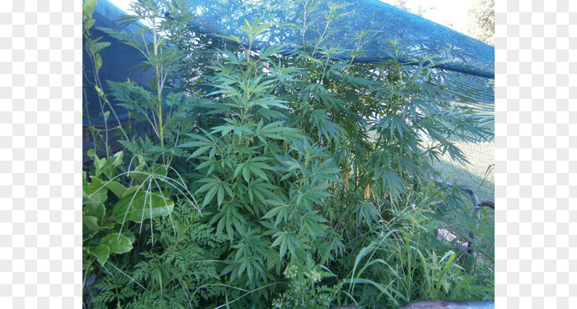 Marijuana Plant With Face Cannabis Vegetation Rainforest Lawn Tree PNG