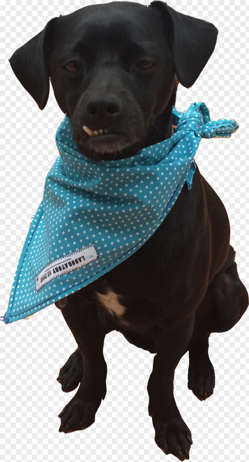 Puppy Labrador Retriever Patterdale Terrier Dog Breed Clothes PNG