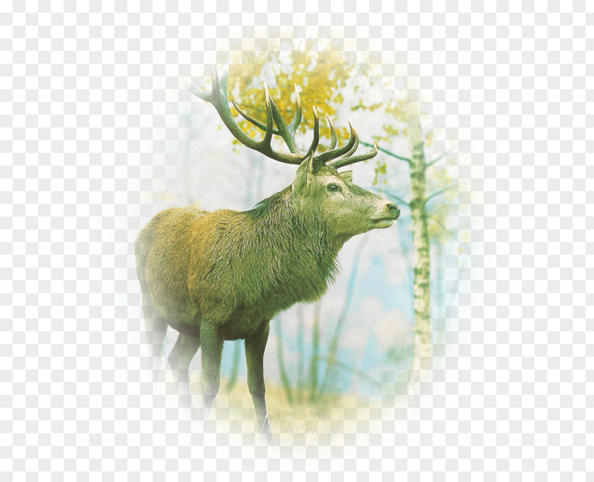 Reindeer Antler Roe Deer Elk PNG