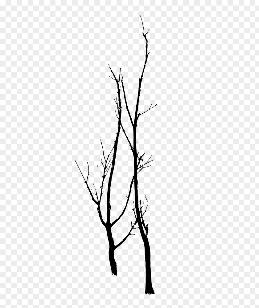 Tree Twig Gum Trees Silhouette Branch PNG