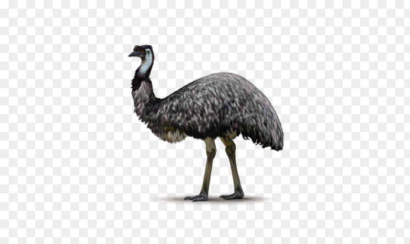 White Parrot Common Ostrich Flightless Bird Emu Ratite PNG