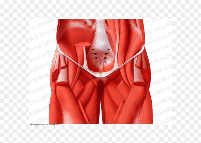 Adductor Muscles Of The Hip Human Anatomy Coronal Plane PNG