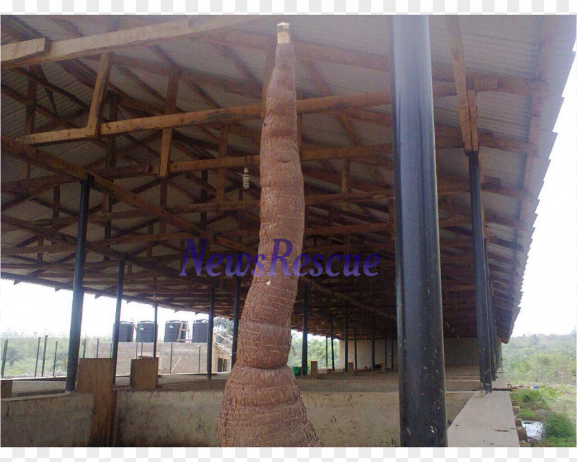 Cassava Osiele Tapioca Tuber Abeokuta PNG