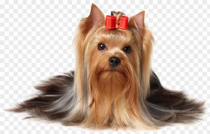 Pet Grooming Yorkshire Terrier Puppy Scottish PNG