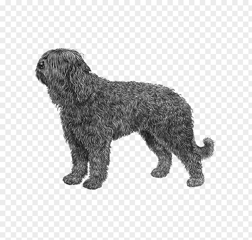 Pumi Dog Barbet Schnoodle Spanish Water Portuguese Wirehaired Pointing Griffon PNG