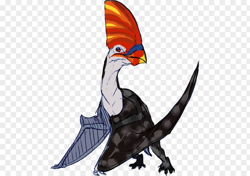 Bird Of Prey Beak Clip Art PNG