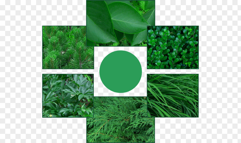 Common Lilac Leaf Gardening Cupressus PNG
