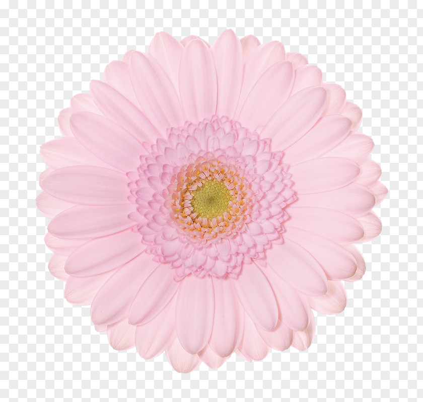 Dutch Tt Transvaal Daisy Schreurs Holland B.V. FlowerWeb.sk Chrysanthemum PNG