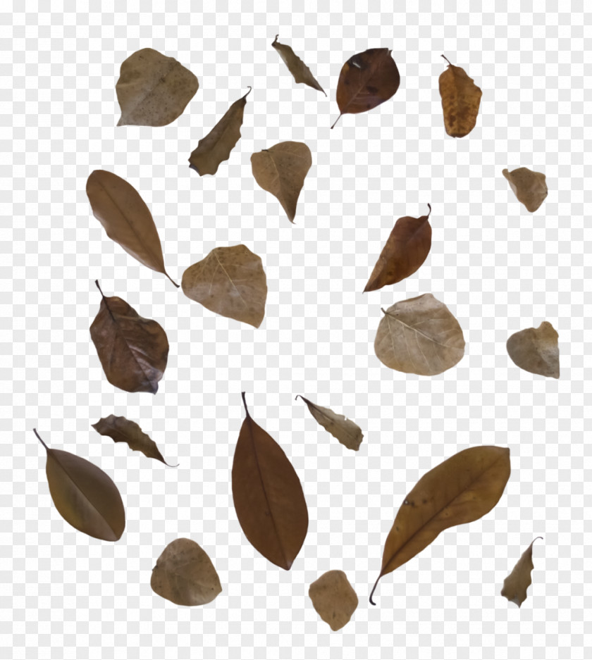 Falling Autumn Leaf Color Clip Art PNG