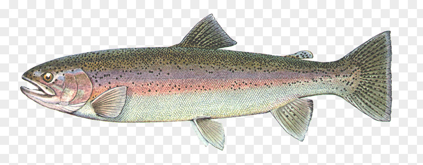 Fish Coastal Cutthroat Trout Coho Salmon Sardine Rainbow PNG