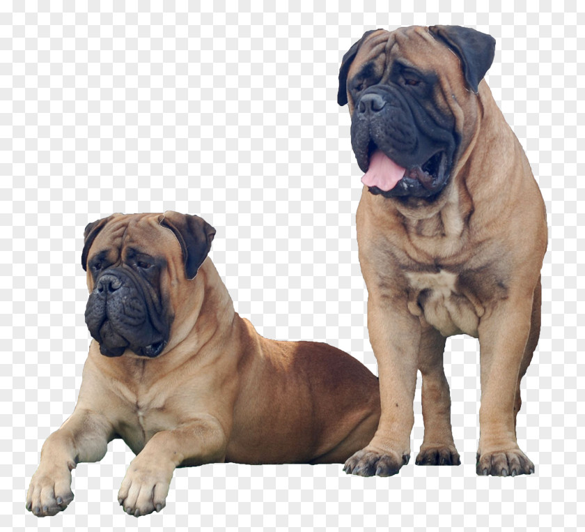 Mastiff Bullmastiff Olde English Bulldogge Boerboel Dorset Tyme Toy Bulldog PNG