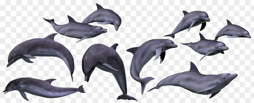 OCEAN DEEP Tucuxi Common Bottlenose Dolphin Sea Mammal PNG