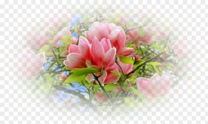 Peony Flower Floral Design Desktop Wallpaper PNG
