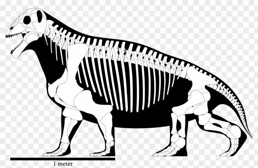 Reconstruction Moschops Skeleton Permian Animal Tapinocephalia PNG