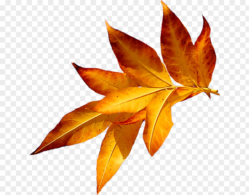 Autumn Leaves Maple Leaf Я, как осенний лист Abscission PNG