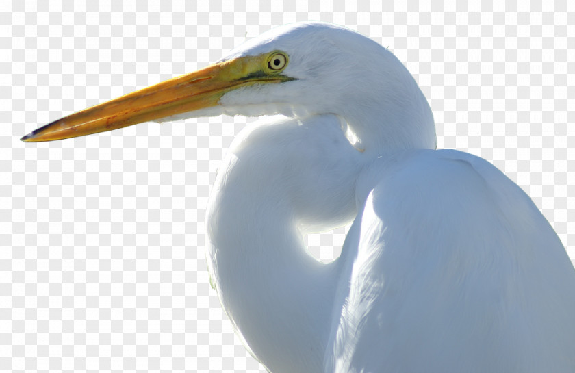 Crane Egret Goose Bird Duck PNG