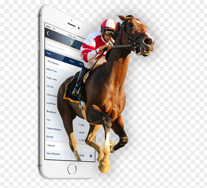 Horse Racing Xpressbet Inc Equestrian Jockey PNG