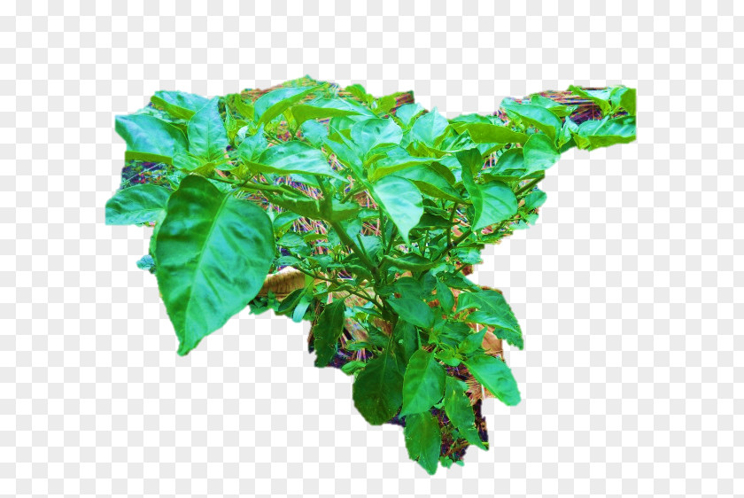 Pepper Plant Basil Flowerpot Leaf PNG