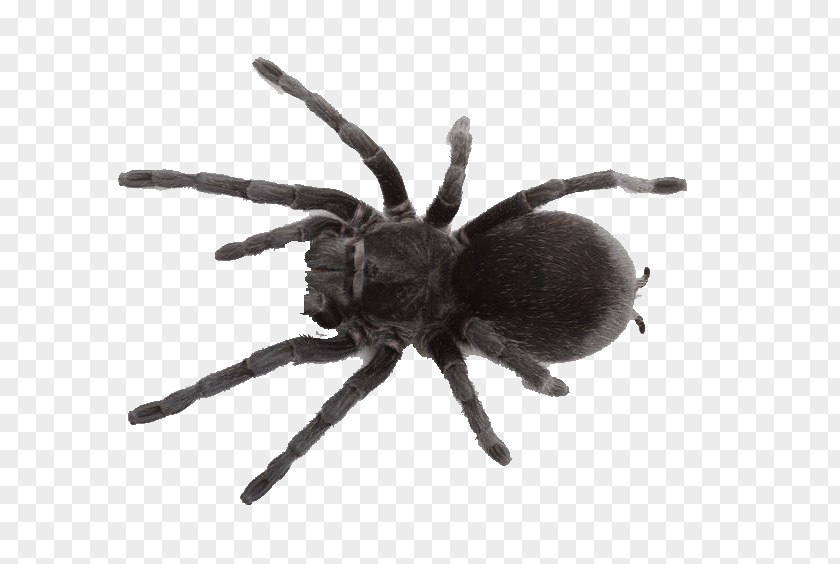 Spider Web Southern Black Widow Pet Tarantula PNG