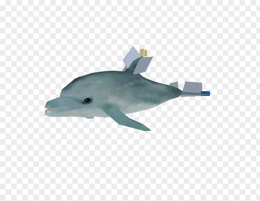 Water Common Bottlenose Dolphin Short-beaked Tucuxi Wholphin Porpoise PNG