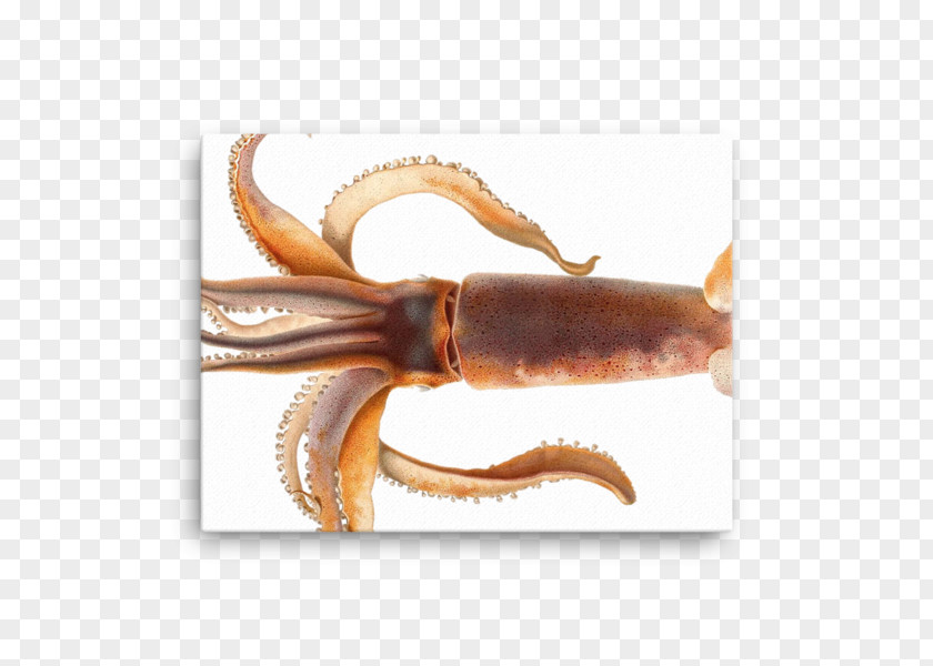 Design European Flying Squid Cephalopod Animal PNG