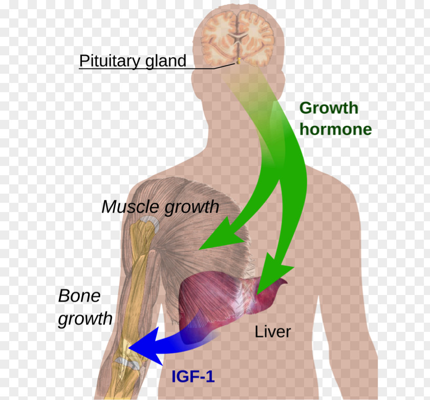 Growth Hormone Deficiency Therapy Sermorelin PNG