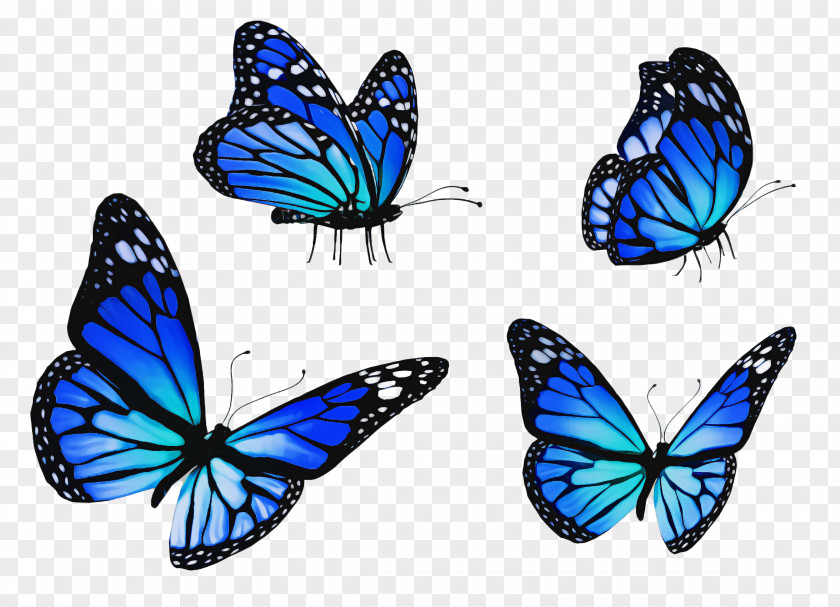 Moths And Butterflies Butterfly Insect Blue Pollinator PNG