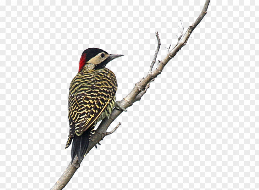 Wood Pecker Northern Flicker Woodpecker Bird Finches PNG