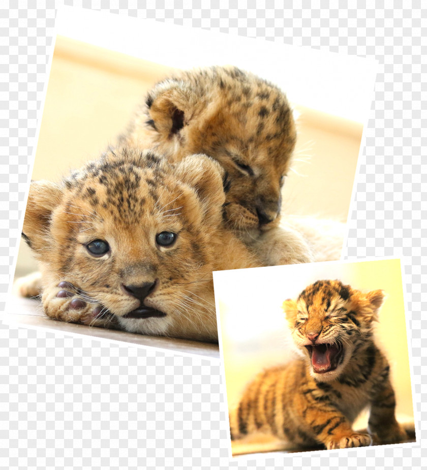 Cheetah Whiskers Cat Fur Snout PNG