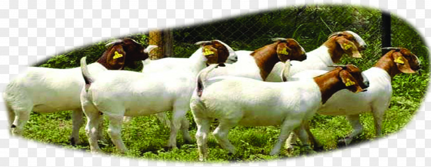 Flock Forest Boer Goat Beef Cattle Sheep U9b6fu897fu9ec3u725b PNG