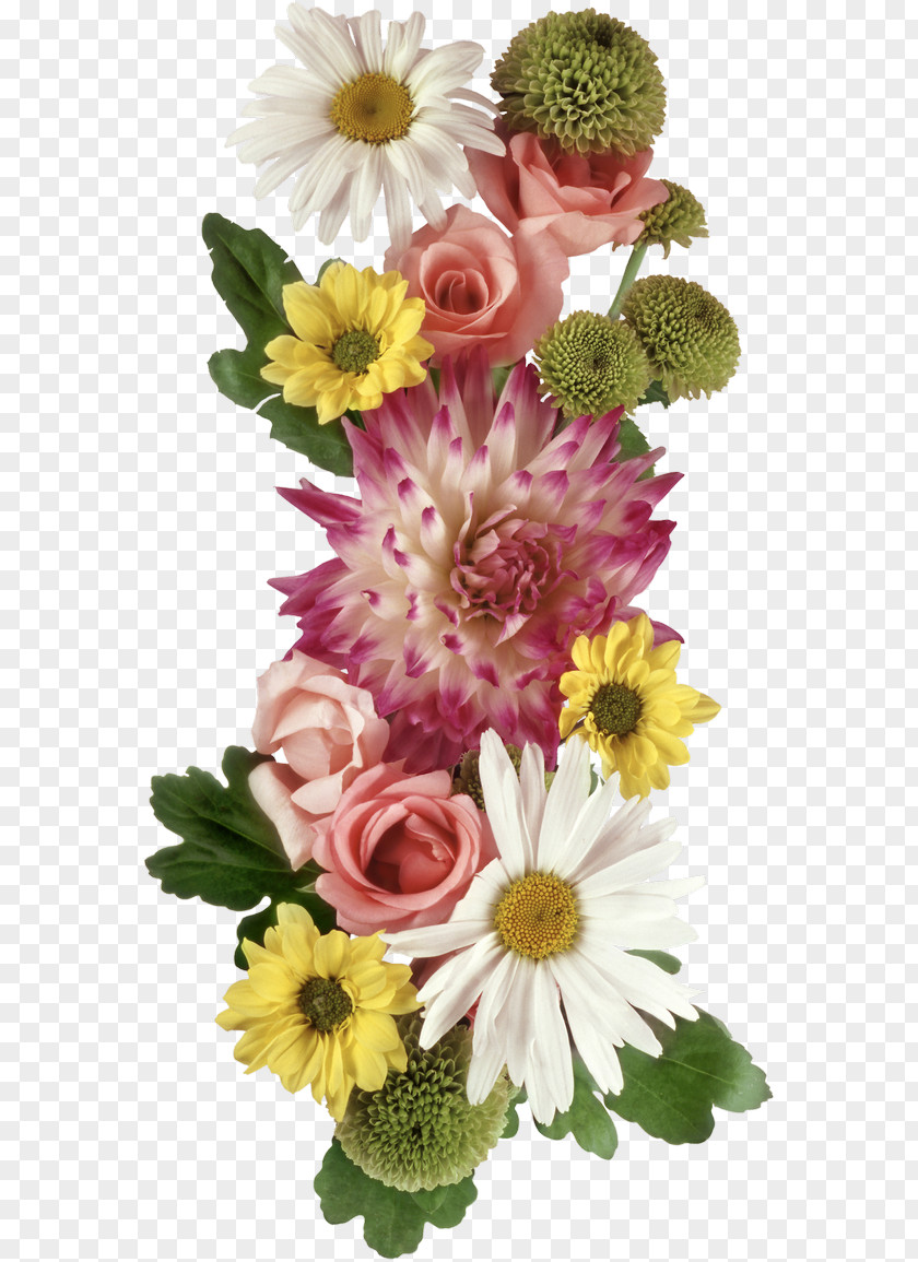 Flower Transvaal Daisy Floral Design Cut Flowers Photography PNG