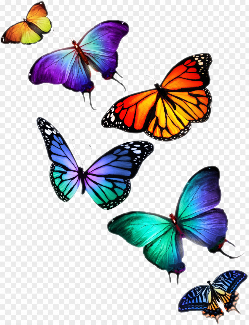 Fly Butterfly Stock Photography Desktop Wallpaper PNG