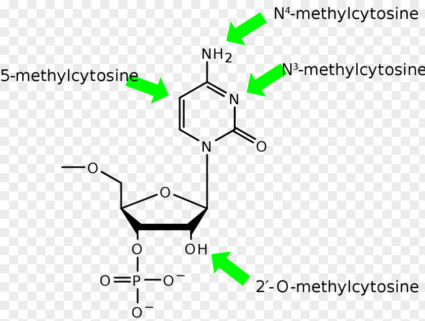 Methylated Dna Immunoprecipitation Graphic Design PNG