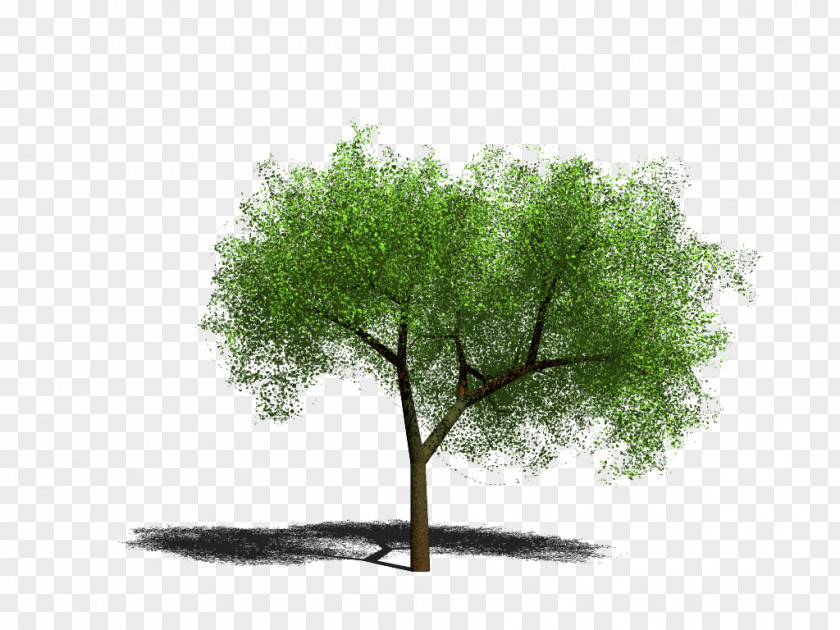 Tree Image PhotoScape Clip Art PNG