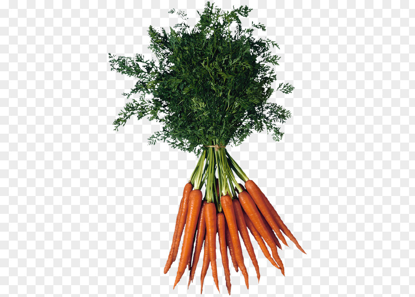 Carrot Baby PNG
