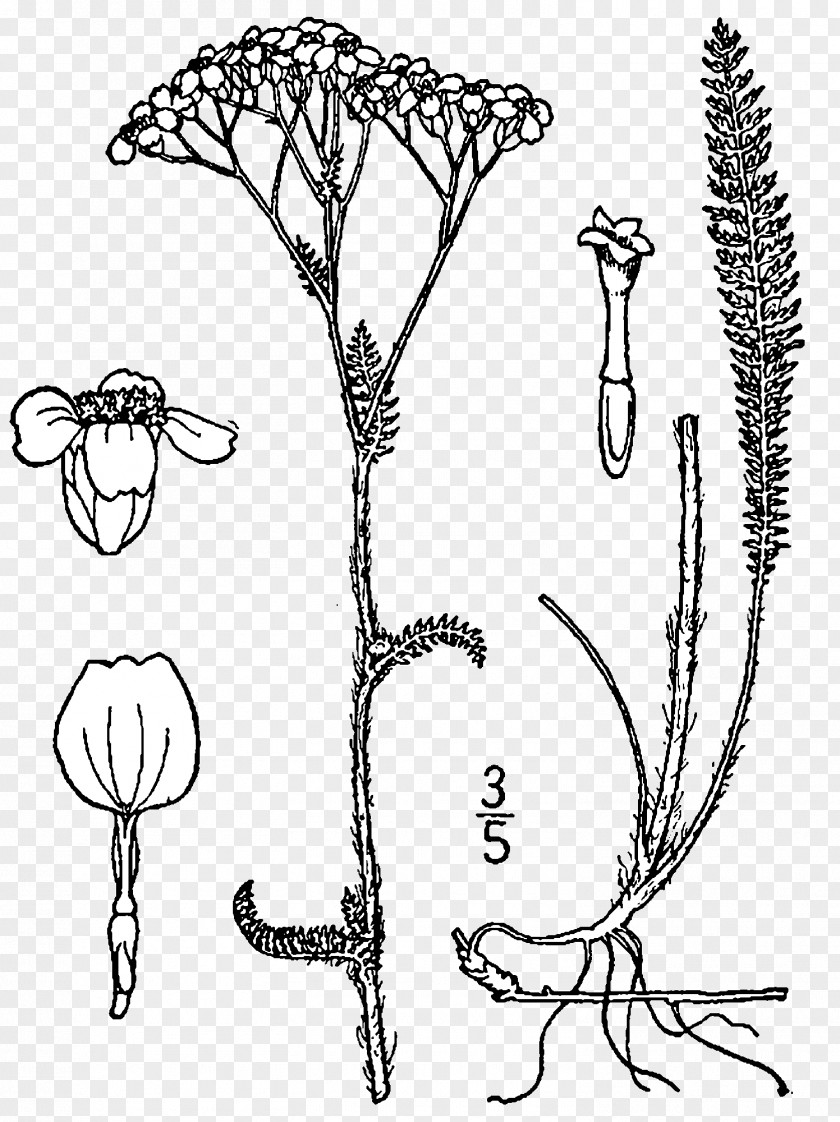 Drawing Yarrow Rhizome Plant Botanical Illustration PNG